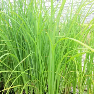 Carex Acuta Aquatic Pond Plant - Slender Tufted Sedge