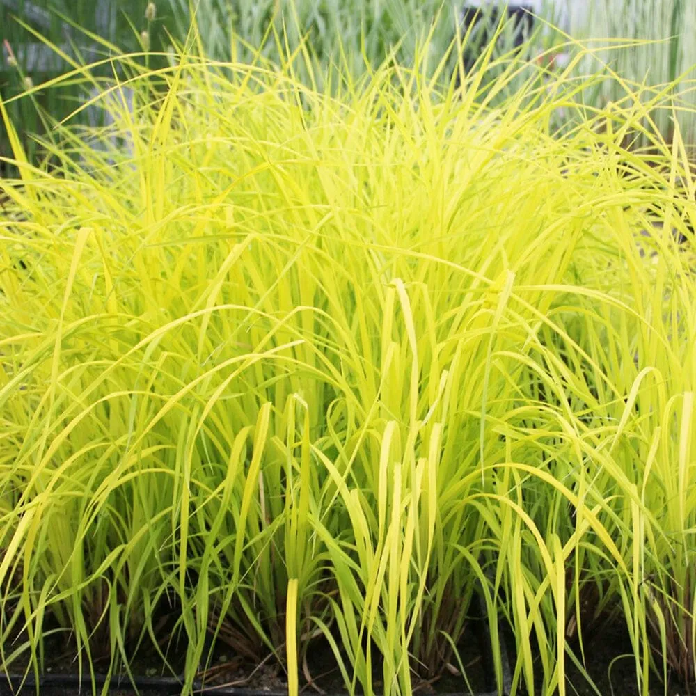 Carex Elata Aurea Aquatic Pond Plant - Bowles' Golden Sedge