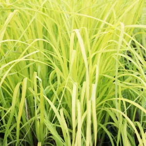 Carex Elata Aurea Aquatic Pond Plant - Bowles' Golden Sedge