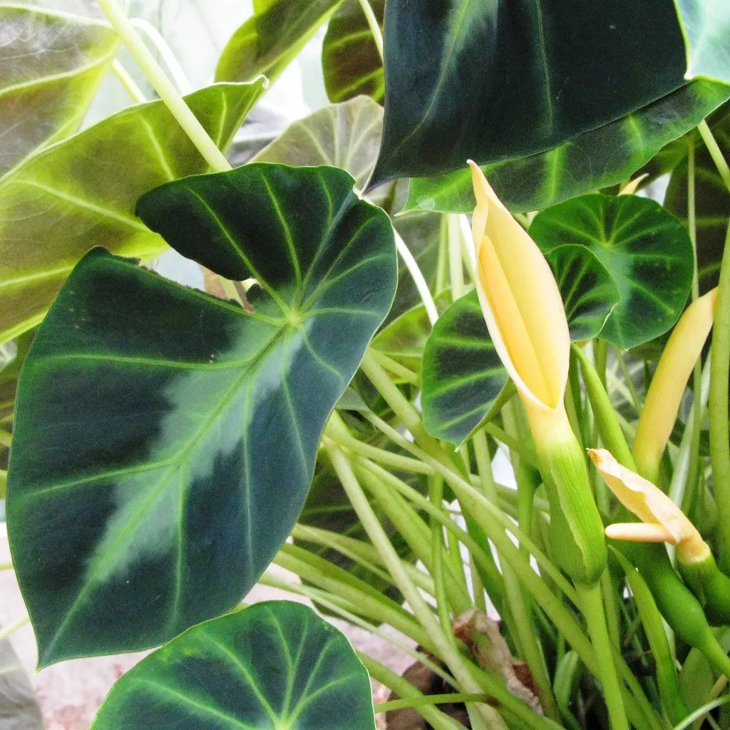 Colocasia esculenta 'Illustris'- Chamagadda (Bulbs)