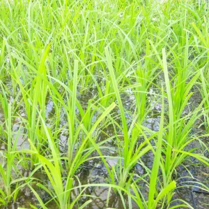 Cyperus Papyrus Aquatic Pond Plant - Egyptian Paper Reed