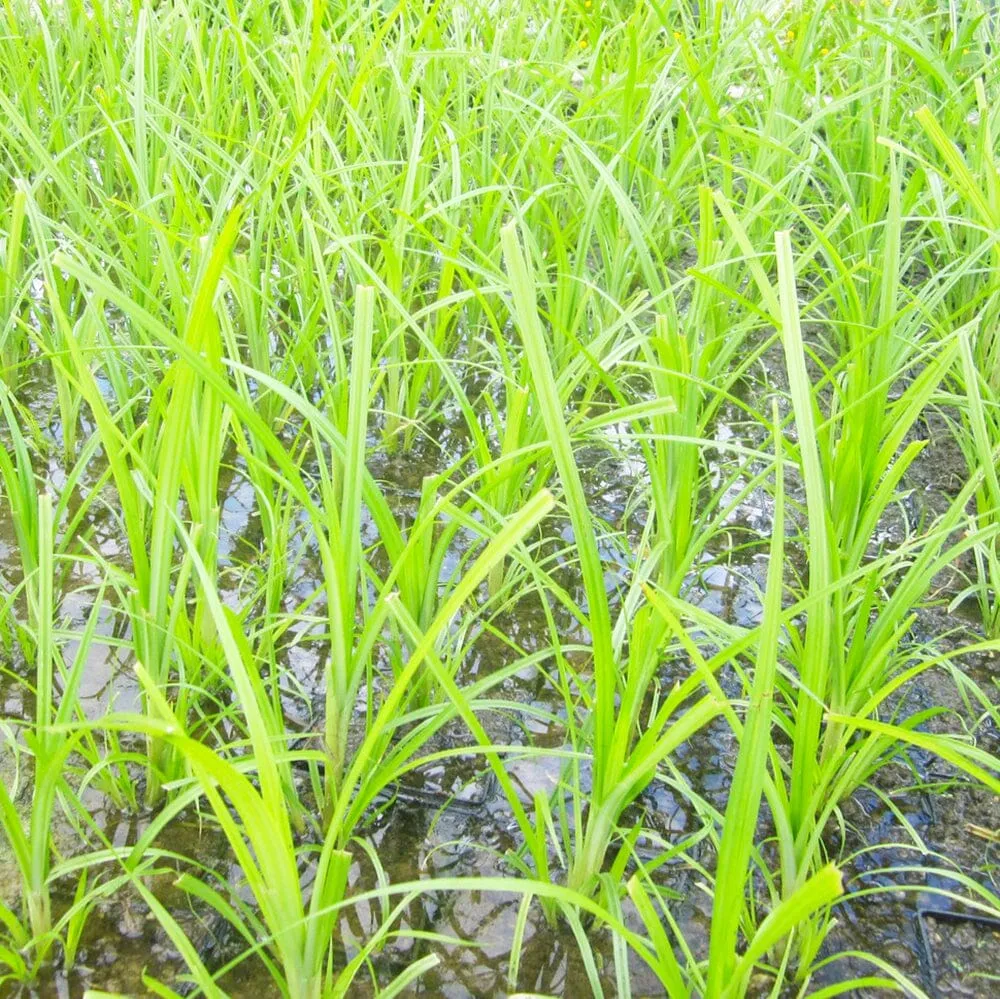Cyperus Papyrus Aquatic Pond Plant - Egyptian Paper Reed