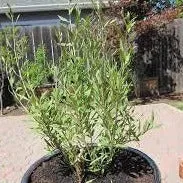 Goji Berry Shrub