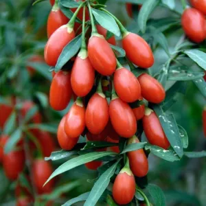 Goji Berry Shrub