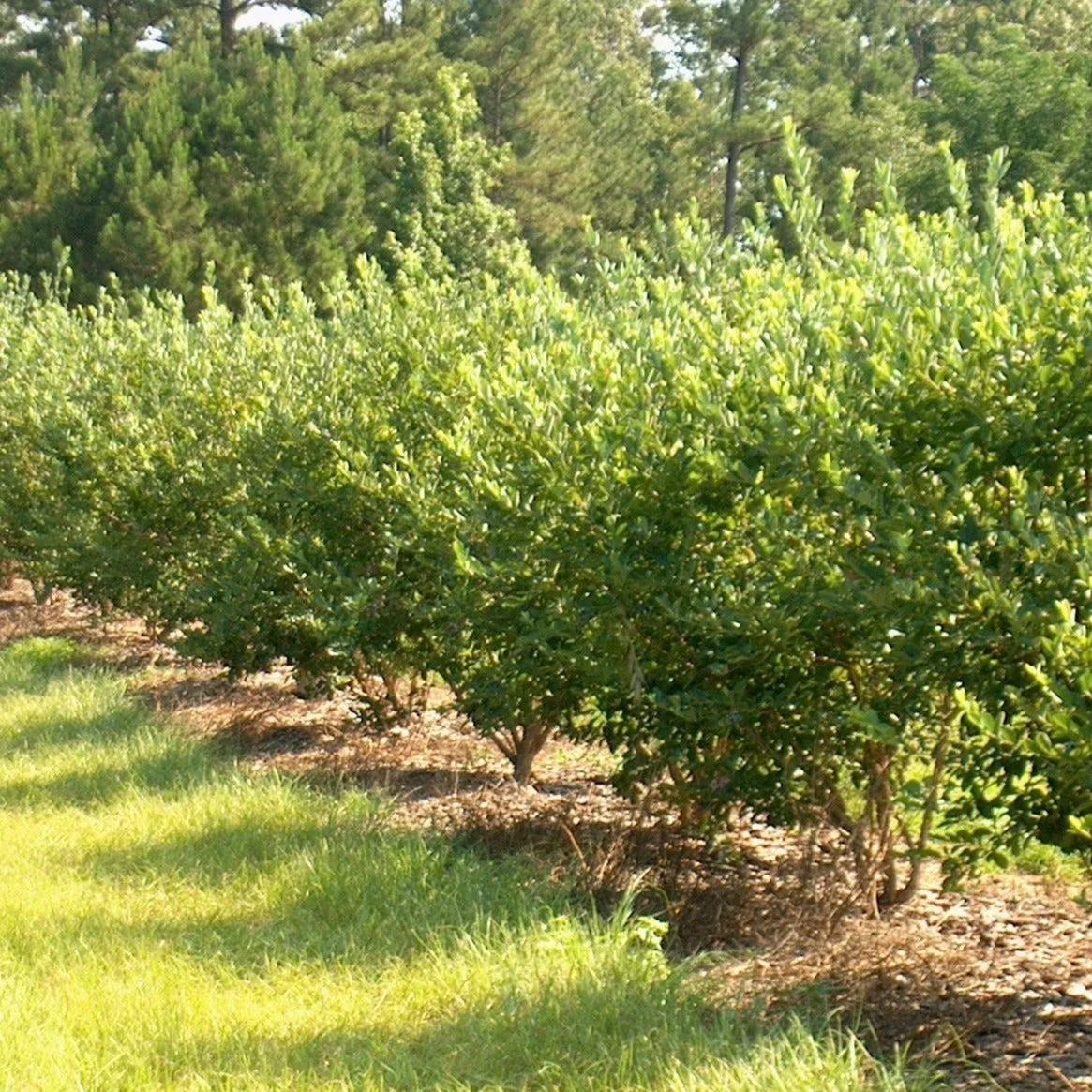 Goji Berry Shrub