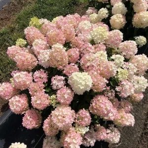 Hydrangea paniculata 'Fire Light Tidbit®'