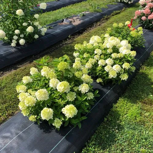 Hydrangea paniculata 'Fire Light Tidbit®'