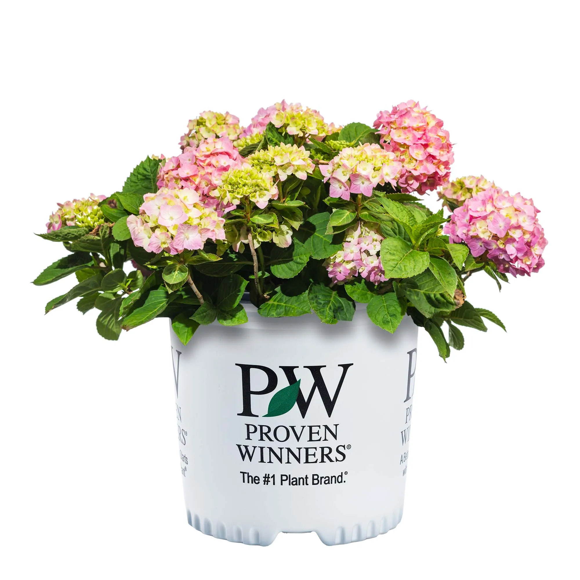 Let’s Dance® Sky View® Hydrangea Shrub