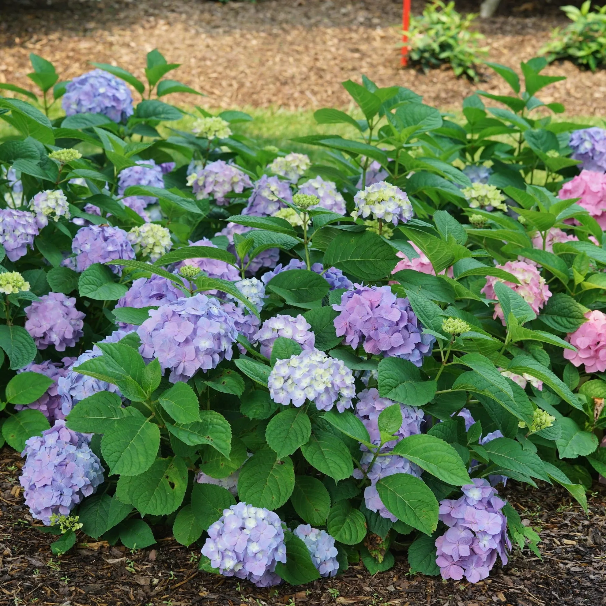 Let’s Dance® Sky View® Hydrangea Shrub