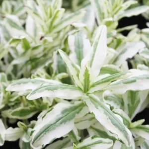 Myosotis Scorpioides Variegata Aquatic Pond Plant  - Variegated Water forget Me Not