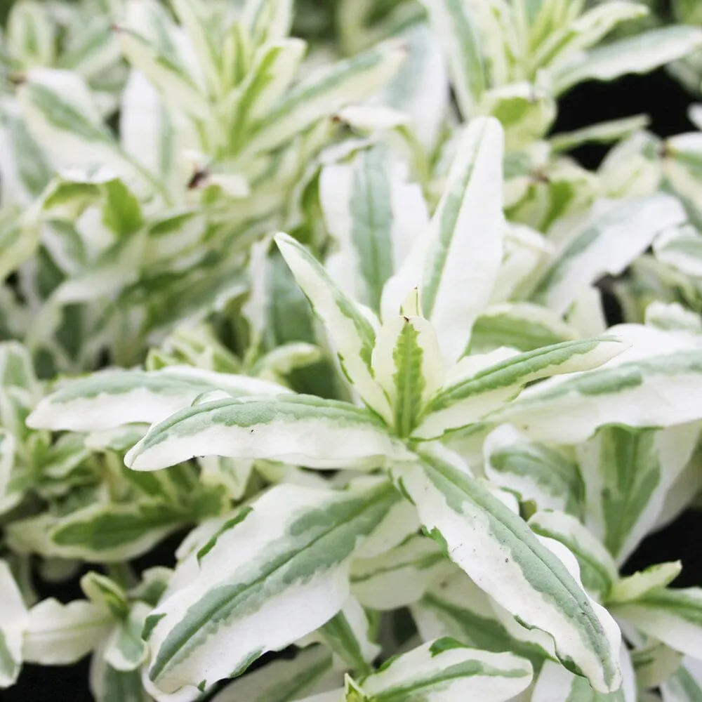 Myosotis Scorpioides Variegata Aquatic Pond Plant  - Variegated Water forget Me Not