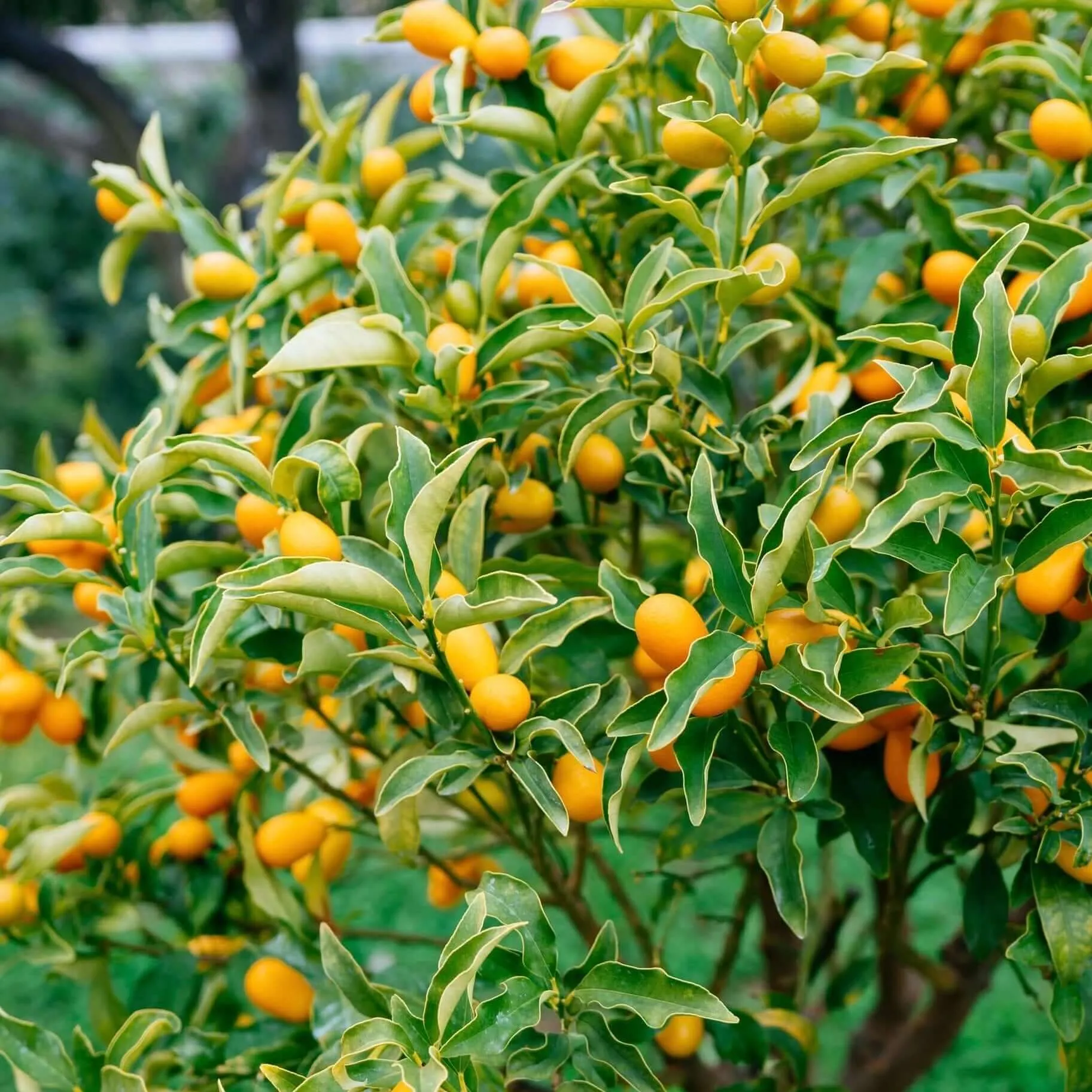 Nagami Kumquat Tree