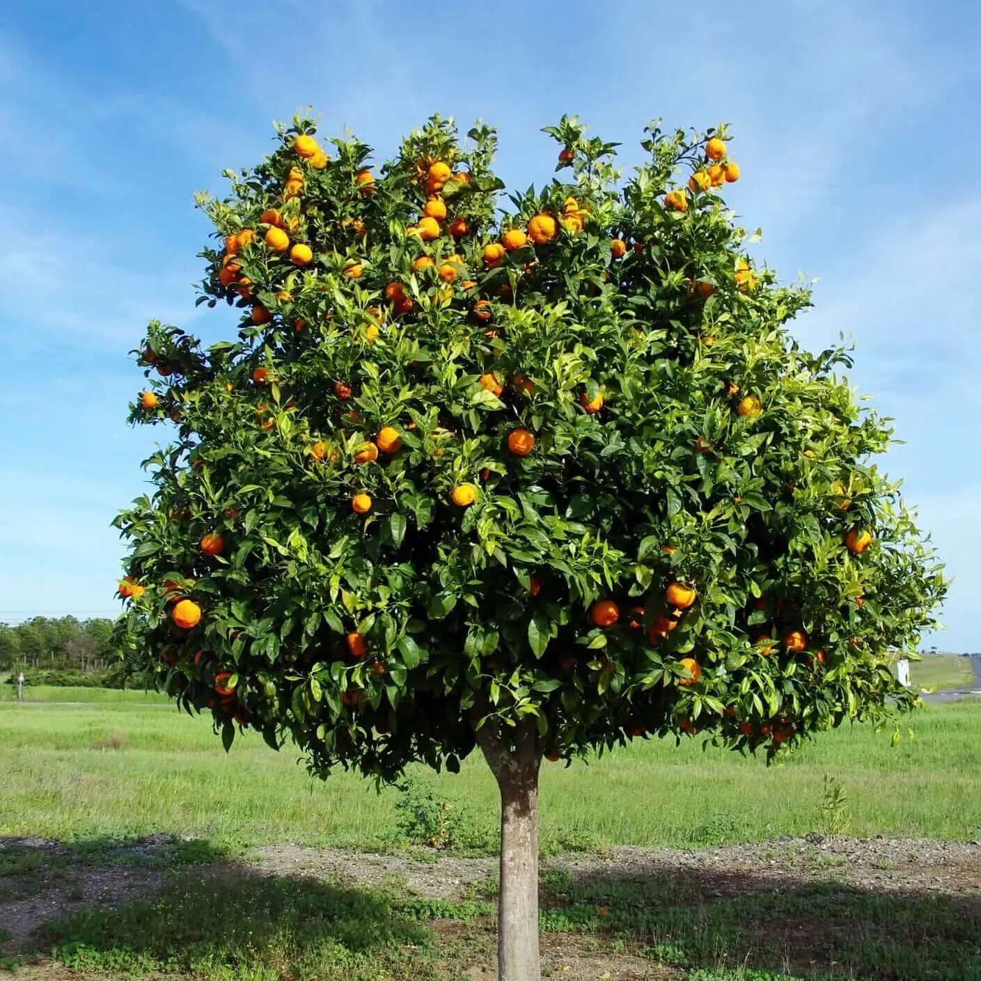 Tango Mandarin Tree