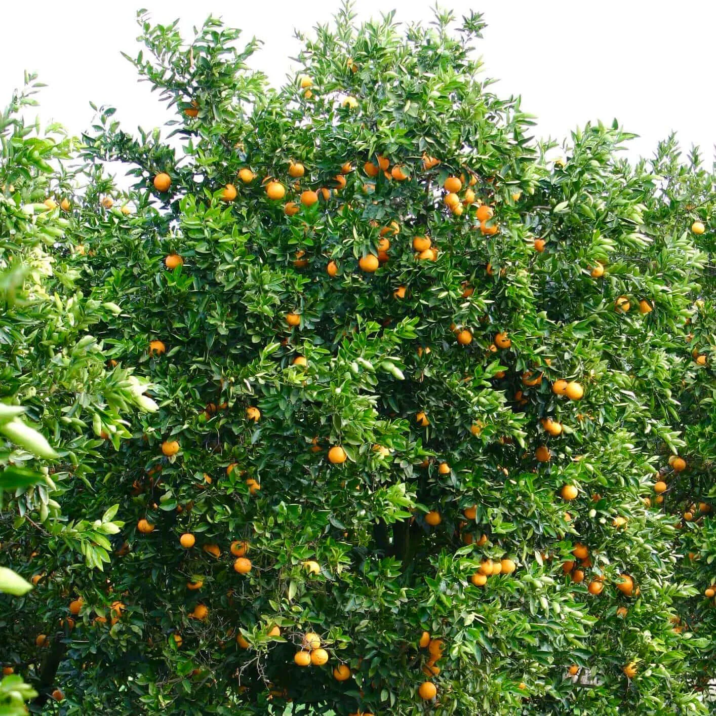 Tango Mandarin Tree