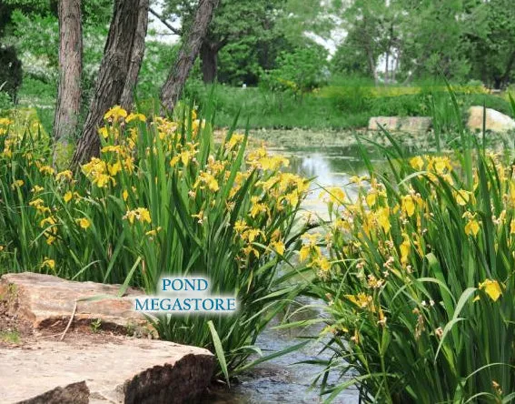 Yellow Iris Davidson<br> Winter Hardy